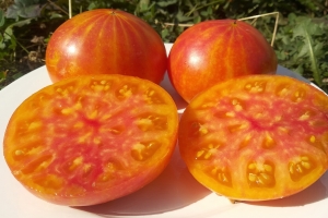 Семена томата сорта Sink's Striped (Полосатый Синка) - Гиганты двуцветные