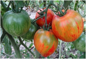 Семена томата сорта Striped heart (Полосатое сердце) - Полосатые