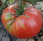 . Michael's Portuguese Monster (Португальский монстр Майкла)