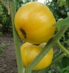 . Rose Beauty (Прелесть Роузы)