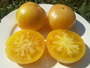 Семена томата сортаFantôme du Laos (Призрак Лаоса) - Гиганты желтые и оранжевые