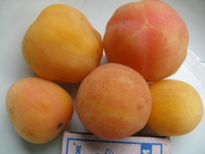 Семена томата Призрак - бархатные томато-персики