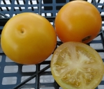 . Пудовка жёлтая