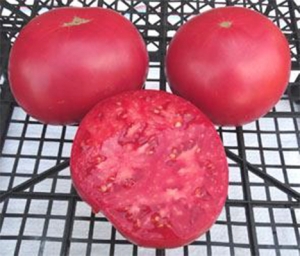 Семена томата сорта Pruden's Purple (Пурпурный Пруденса) - Гиганты розовые