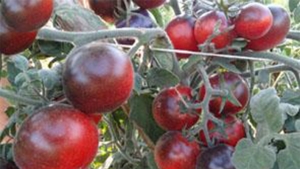 Семена томата сорта Woolly Blue Wine (Пушистое синее вино) - Бархатные томато-персики