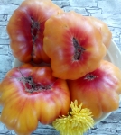 . Zapotec Ananas Ribbed (Ребристый ананас Запотека)