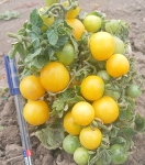 . Реджина желтая