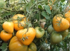 Семена томата сорта Рик Мандэй (Rick Monday) - Гиганты сердцевидные