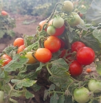 . Рождественская Елка