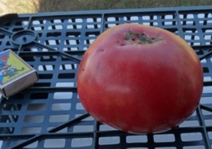 Семена томата сорта Розовый бугай - Гиганты классические розовые 