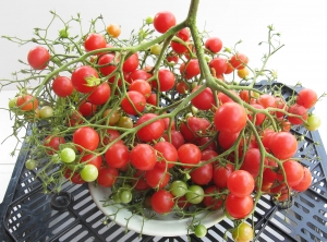 Семена томата сорта Pink Quarts Multiflora (Розовый кварц Мультифлора) - Высокорослые «черри» (балконные томаты)