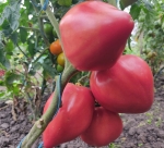 . Розовый подарок