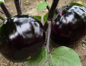 Семена баклажана сорта Ронде де Валенс (Ronde de Valence)