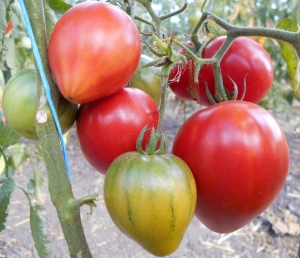 Семена томата сорта Сахарная Настасья - Гиганты сердцевидные