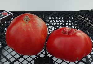 Семена томата сорта Северный - Среднерослые