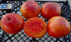 Семена томата сорта Selwin Yellow (Селвин желтый) - Гиганты двуцветные