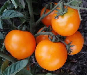 Семена томата сорта Селена - карликовые штамбовые 