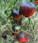 . Sgt. Peppers (Сержант Пеппер) 