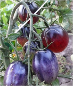 Семена сорта томата Blue Suede Shoes (Синие замшевые туфли) - Синие