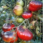 . Синяя Груша (Blue Pear)