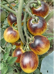 Семена томата сорта Bleu Feu (Синяя Фея) - Высокорослые «черри» (балконные томаты)