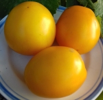 . Сливка Леси