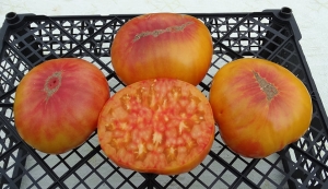 Семена сорта томата Old Time Red and Yellow (Старое Время Красное и Желтое) - Гиганты двуцветные