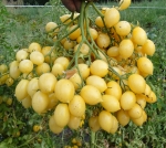 . Barry's Crazy Cherry (Сумасшедшая Вишня Барри)