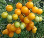 . Супер сладкий жёлтый виноград (Super Sweet Yellow Grape)