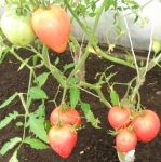 . Сызранское бычье сердце (Syzran bull heart)