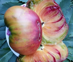 Семена томата сорта Taigа (Тайга) - Гиганты двуцветные