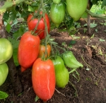 . Тамонинский длинный