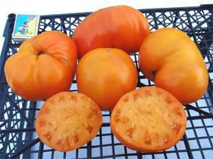 Семена сорта томата Aunt Sophie's (Тети Софии) - Среднерослые