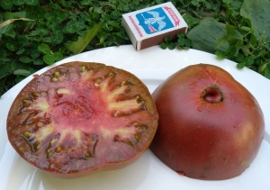 Семена томата сорта Толстый Джек черный - Шоколадные