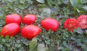 Семена томата сорта Tonnelet (Тоннелет) - Полосатые