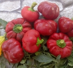 . Перец Топ-девочка