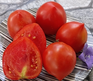 Семена томата сорта Трапеза - низкорослые кустовые