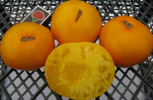 Семена сорта томата Утомленное солнце - Гиганты желтые и оранжевые