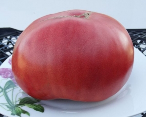 Семена томата сорта Earl's Faux (Фальшивый Эрла) - Гиганты розовые