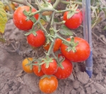 . Флорида Петит