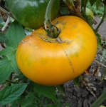 . Французский жёлтый