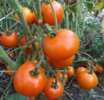 . Царская ветка