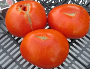 Семена сорта томата Чендлер - Гиганты классические красные