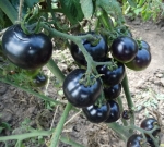 . Черниченский черри