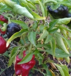 . Перец Черный конь