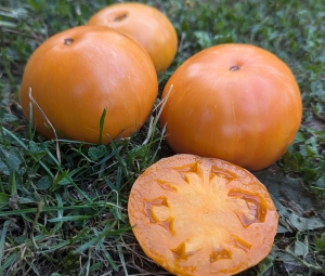 Семена томата сорта Dwarf Cherokee tiger Orange (Гном Чероки оранжевый тигр) - среднерослые томаты