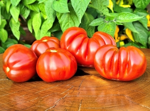 Семена сорта томата Fragole al Cioccolate (Шоколадная клубника) - Грушевидные томаты