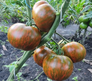 Семена томата сорта Шоколадный ликер (Chocolate liqueur) - Полосатые