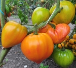 . Янтарный барон