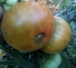 . Absinthe (Абсент) 